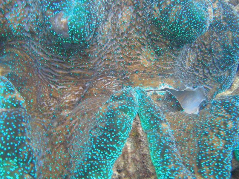 clam6closeup