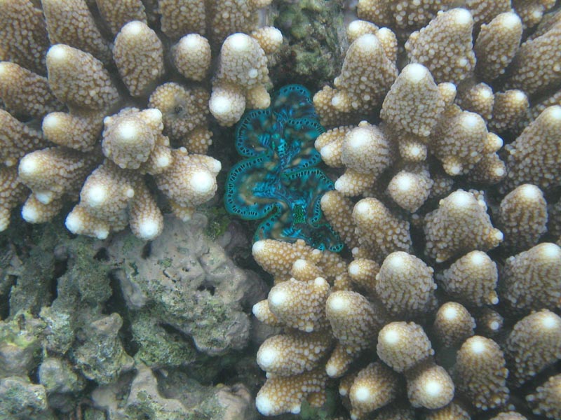 clamincoral