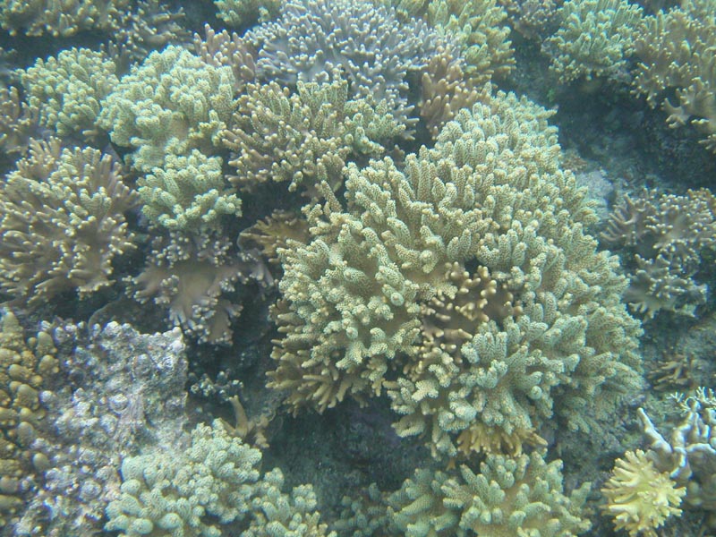 coralfield2