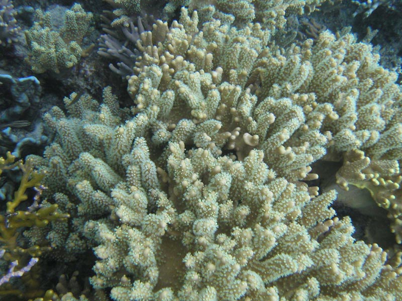 coralfield3