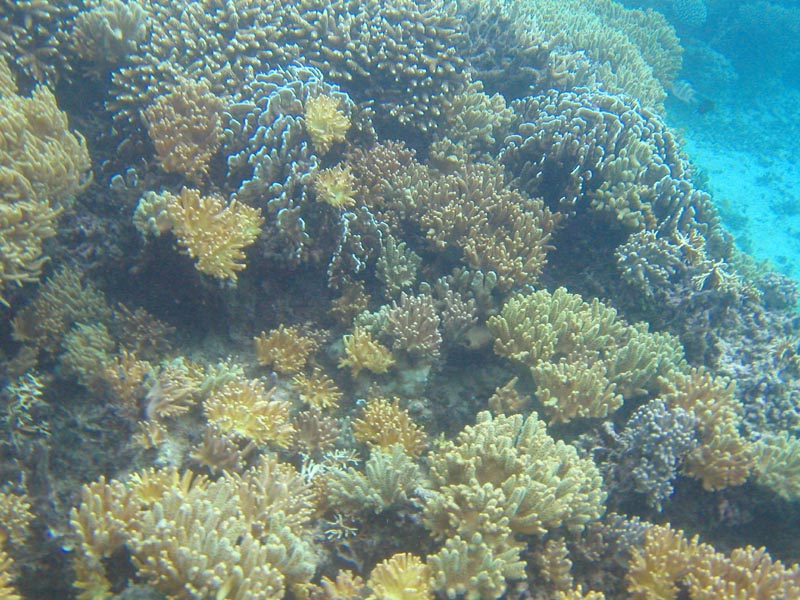 coralfield4