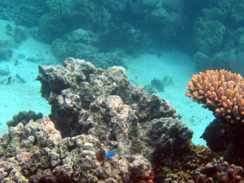 coralfielda