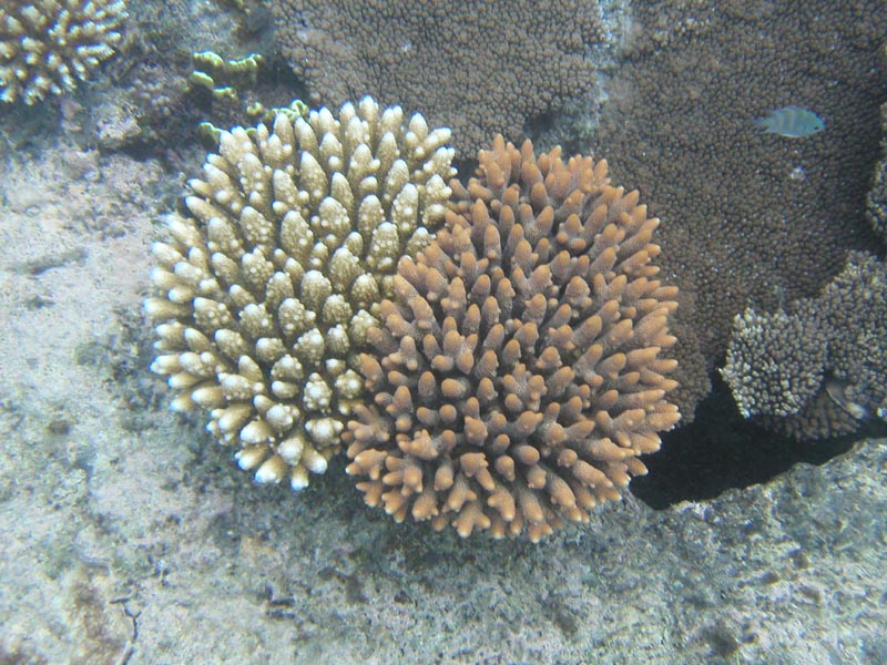 doublecoral