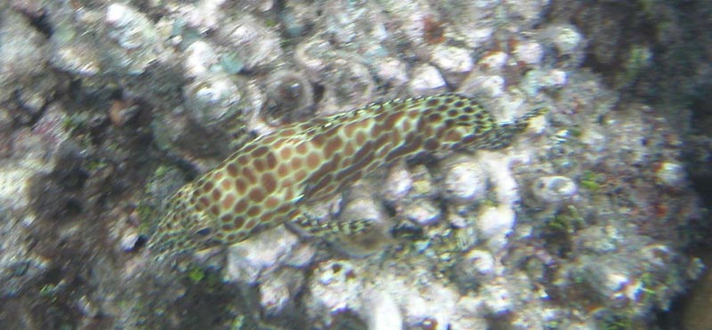 spottedfish