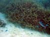 coralandfish1