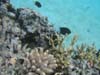 coralandfish2